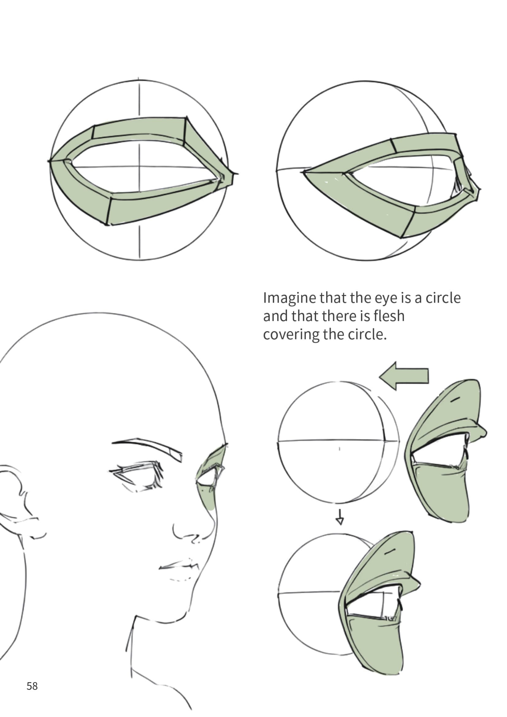 Eye Structure