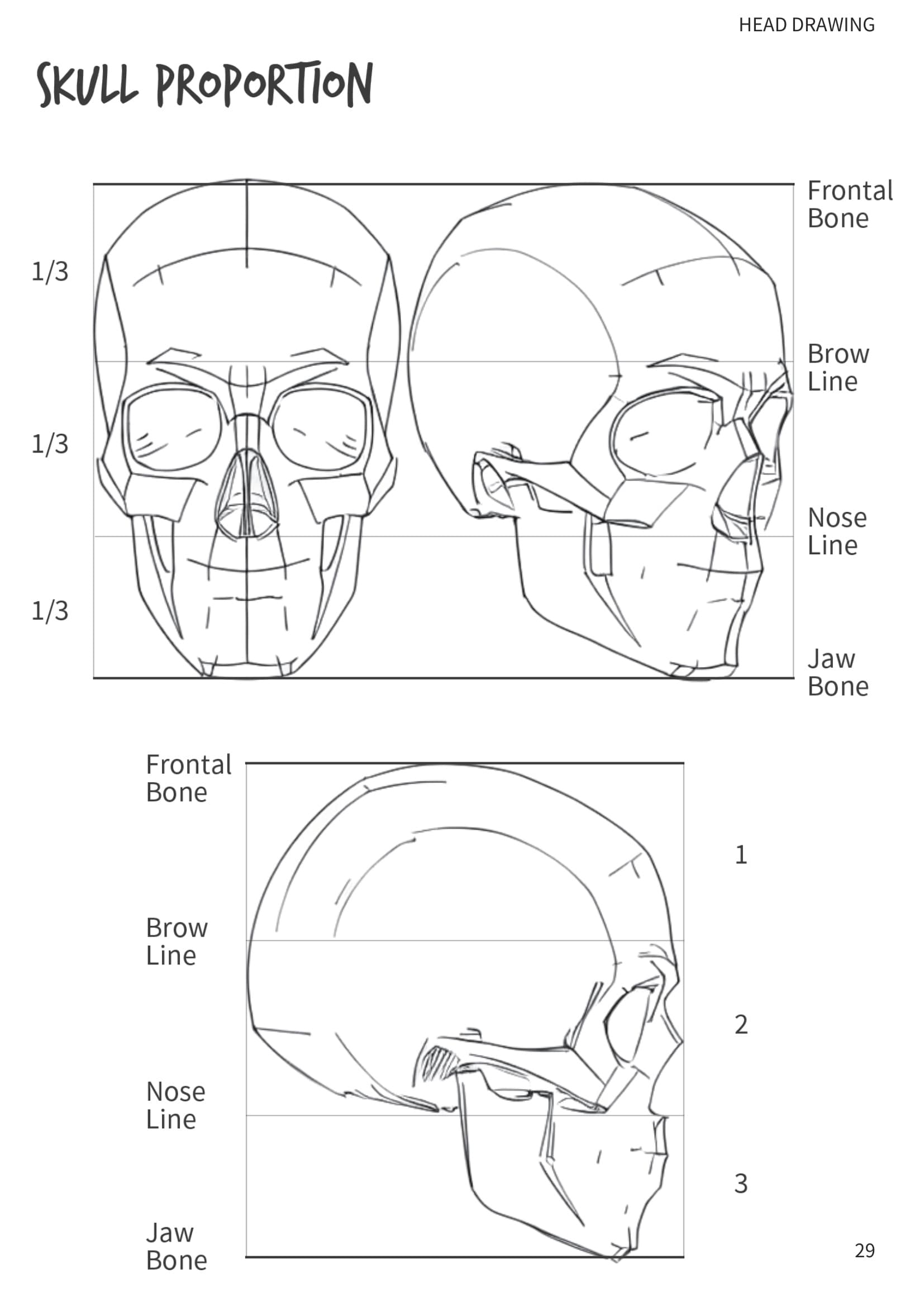 Skull Proportions