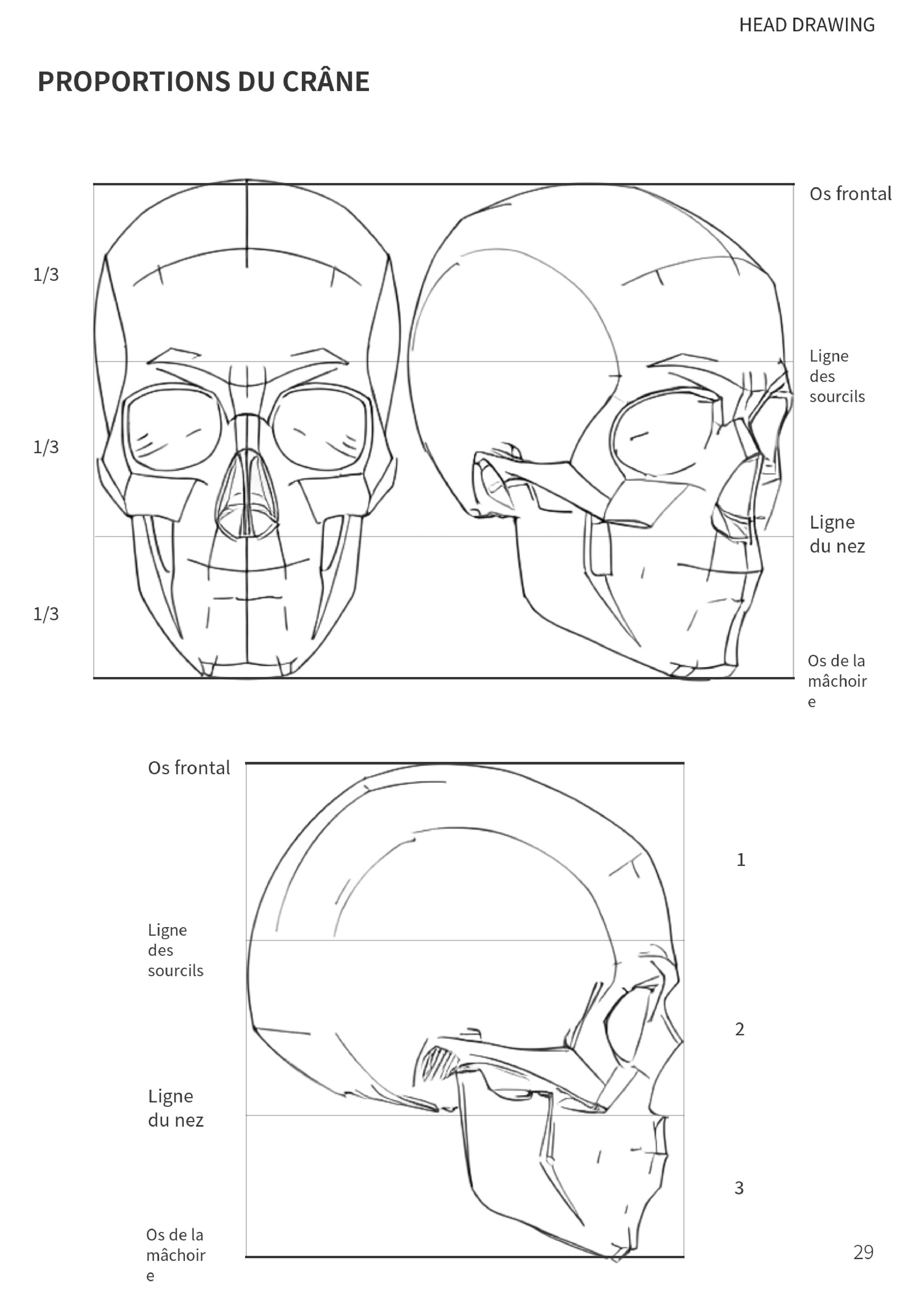 Proportions du crâne