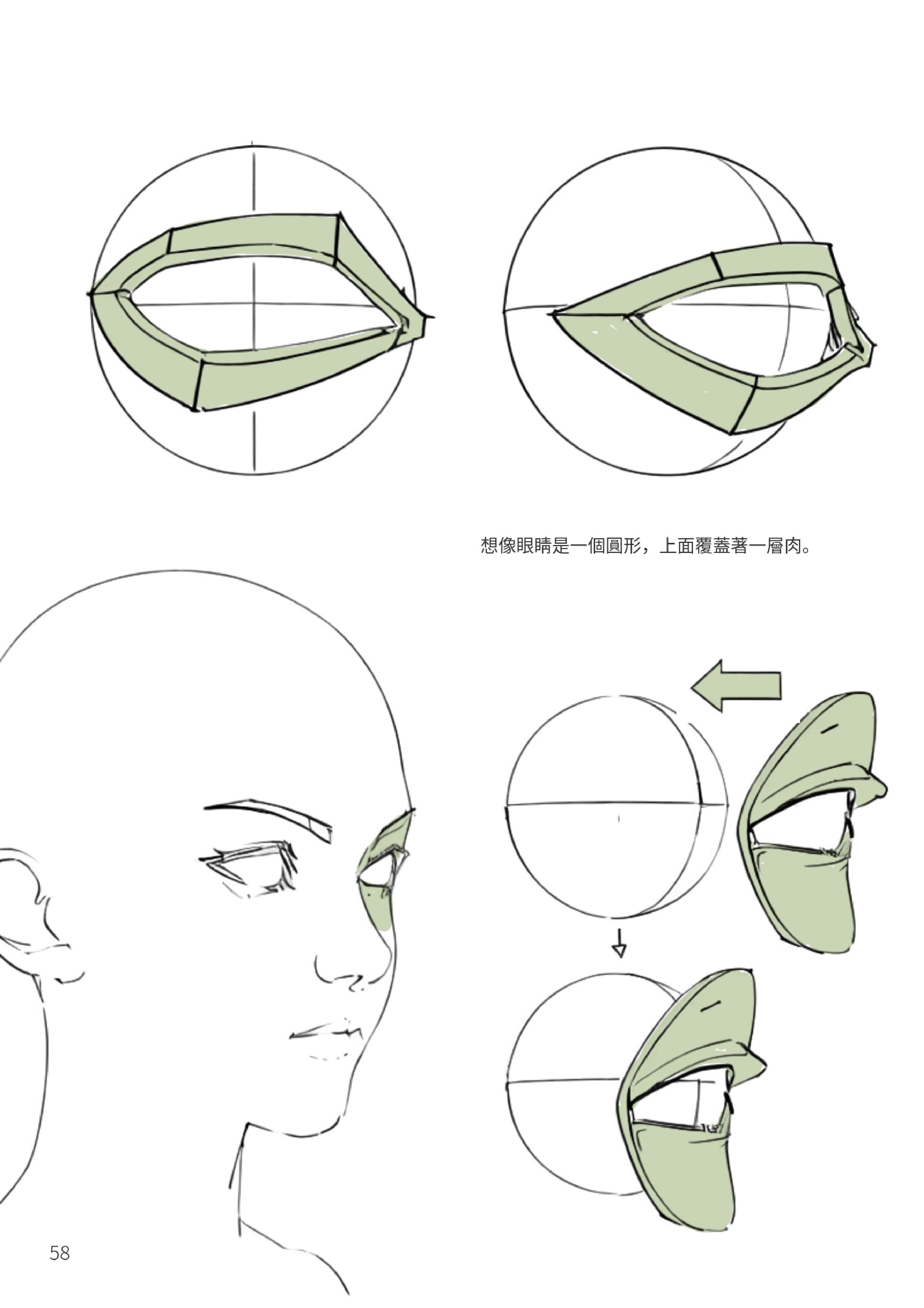 眼睛結構